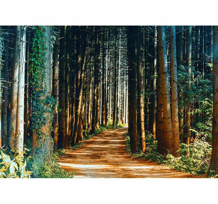 Toile fenêtre salon chemin naturel arbres portail - TenStickers