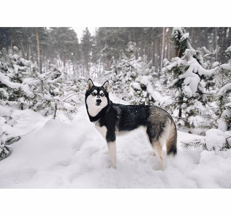 Toile blanche fenêtre forêt d'hiver et husky - TenStickers