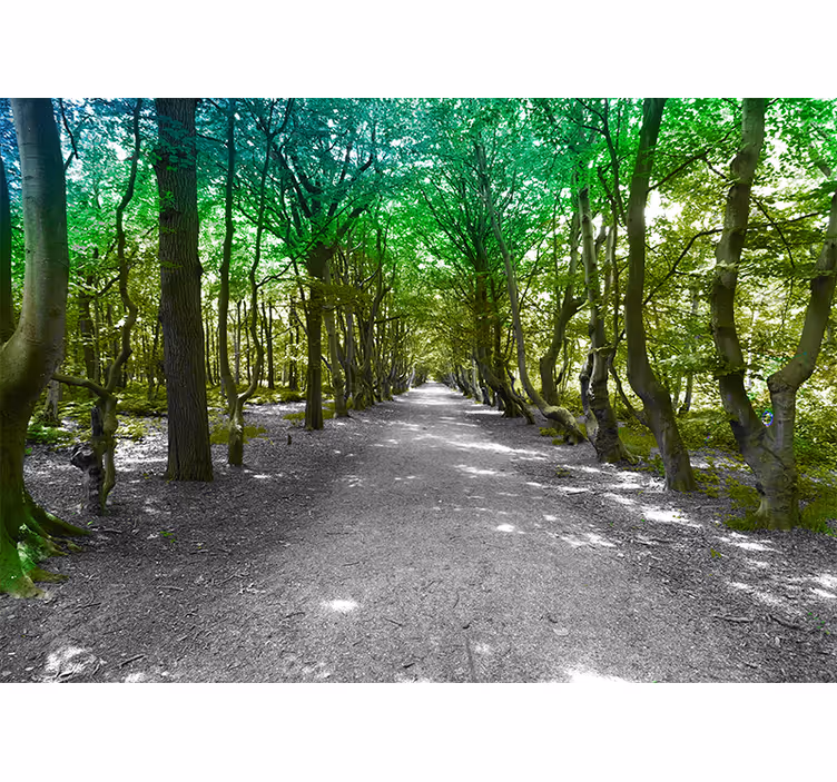 Toile fenêtre salon chemin forestier ensoleillé - TenStickers
