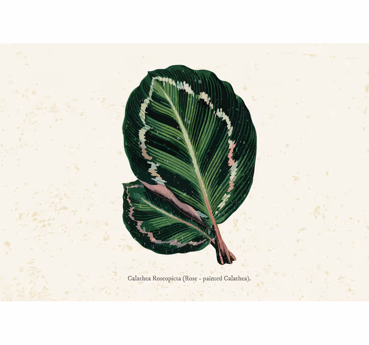 Toile fenêtre chambre feuilles de maranta vert rouge - TenStickers