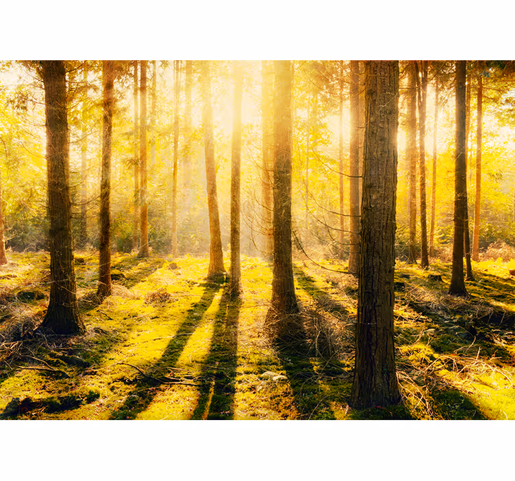 Toile fenêtre chambre coucher de soleil en forêt de bouleaux - TenStickers