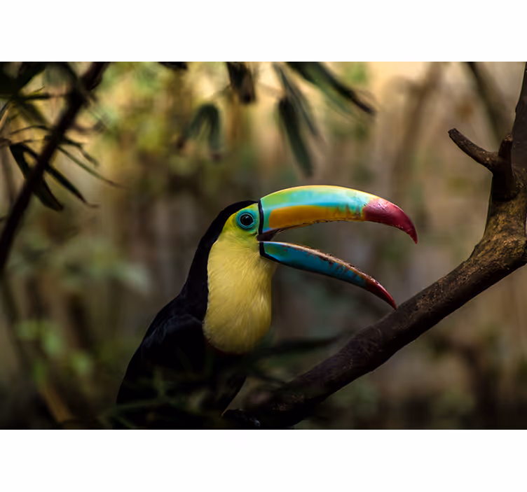 Toile fenêtre chambre tucan dans la jungle - TenStickers
