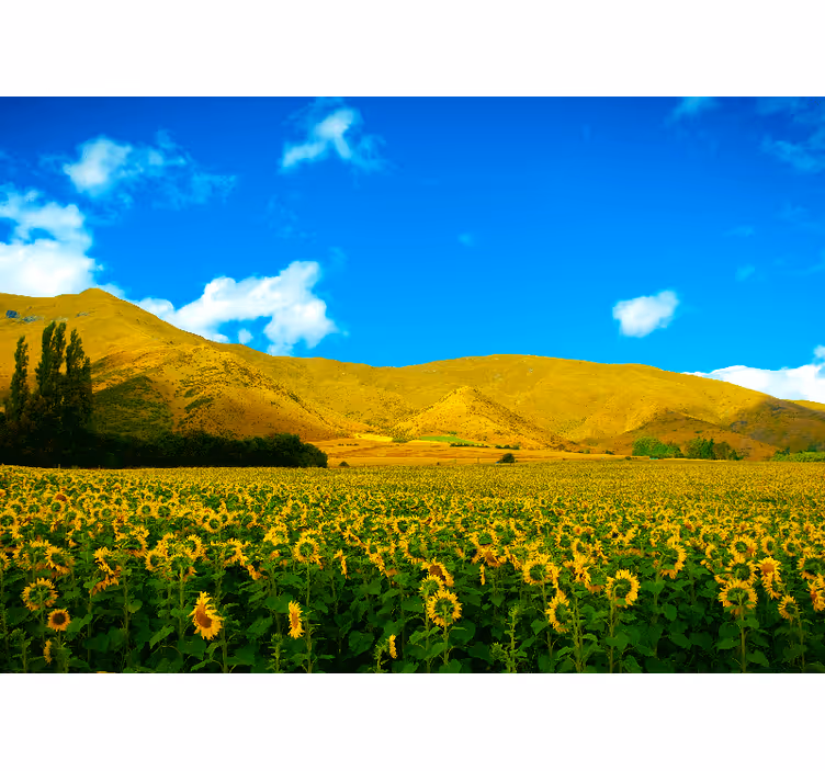 Toile fenêtre chambre paysage printanier agricole - TenStickers
