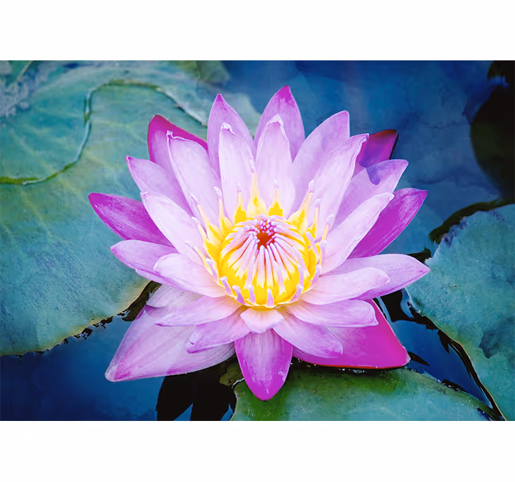 Toile fenêtre chambre fleur de lotus violet - TenStickers