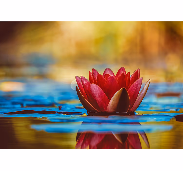 Toile fenêtre chambre fleur de lotus zen réfléchie - TenStickers