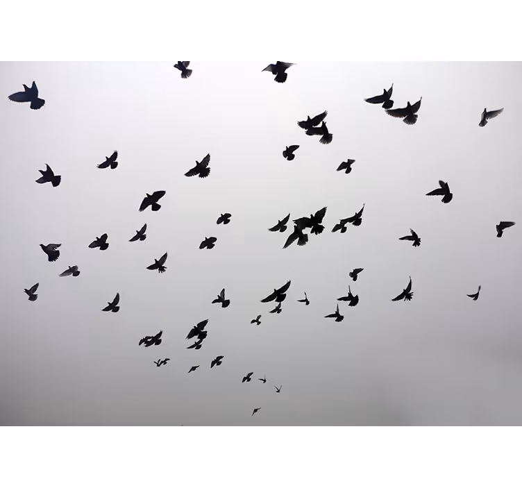 Toile fenêtre gris image esthétique d'oiseaux à l'ombre - TenStickers