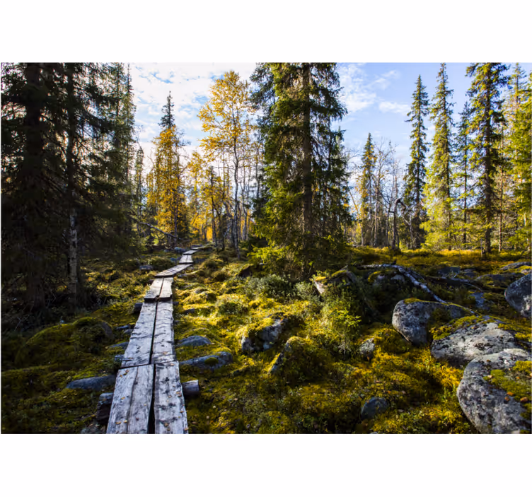 Toile fenêtre chambre parc national de koli finlande - TenStickers