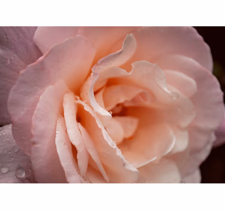 Toile fenêtre chambre style élégant gouttes roses - TenStickers