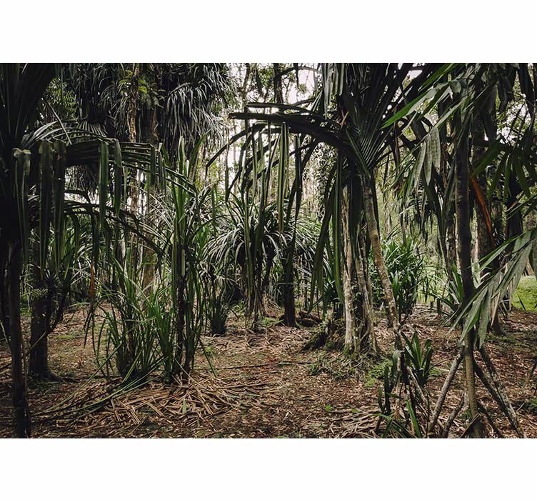 Toile fenêtre chambre forêt tropicale en profondeur - TenStickers