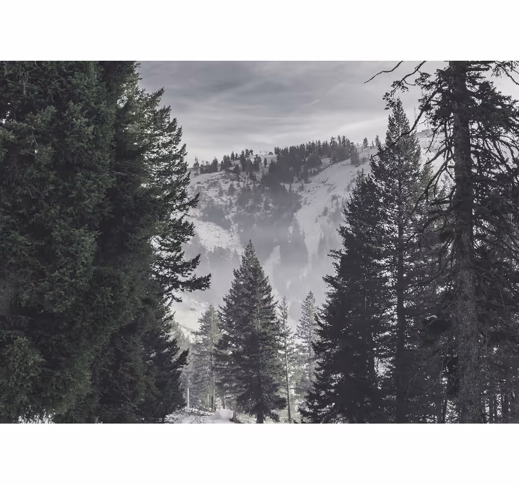 Toile fenêtre salon forêt verte de montagne - TenStickers