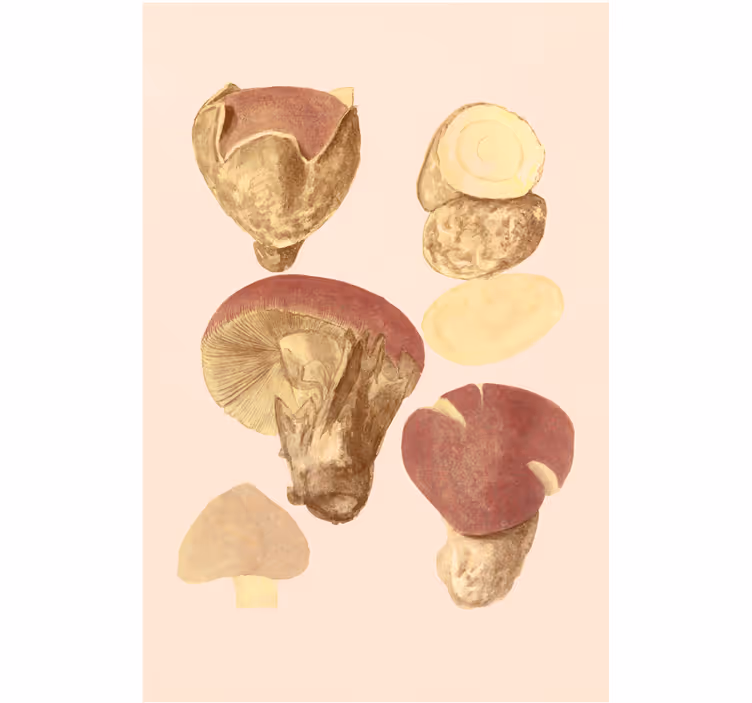 Toile fenêtre salon champignons variés - TenStickers