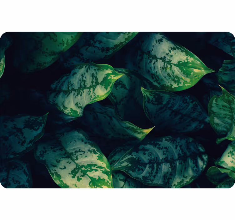 Toile fenêtre chambre feuilles de maranta - TenStickers