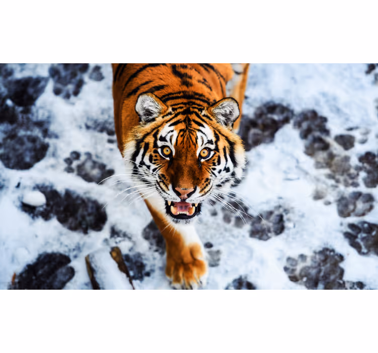 Toile fenêtre chambre tigre féroce - TenStickers