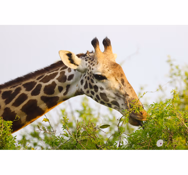 Toile fenêtre chambre girafe haute animal - TenStickers