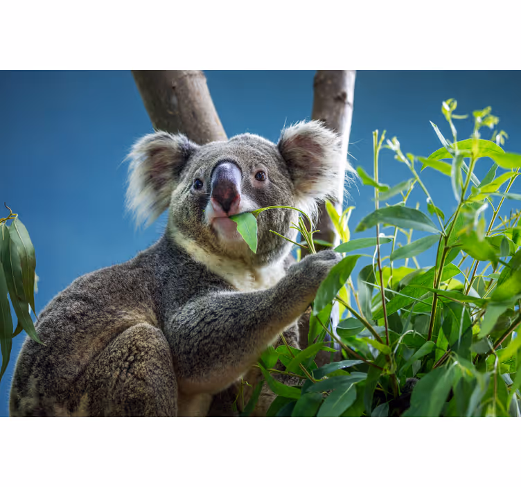 Toile fenêtre chambre ours koala mignons - TenStickers