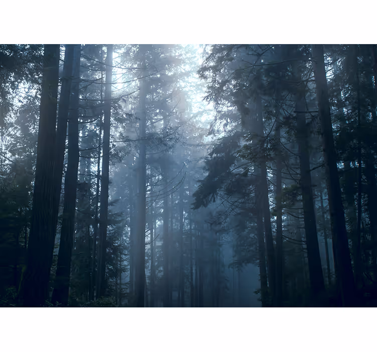 Toile fenêtre chambre forêt brumeuse avec arbres - TenStickers