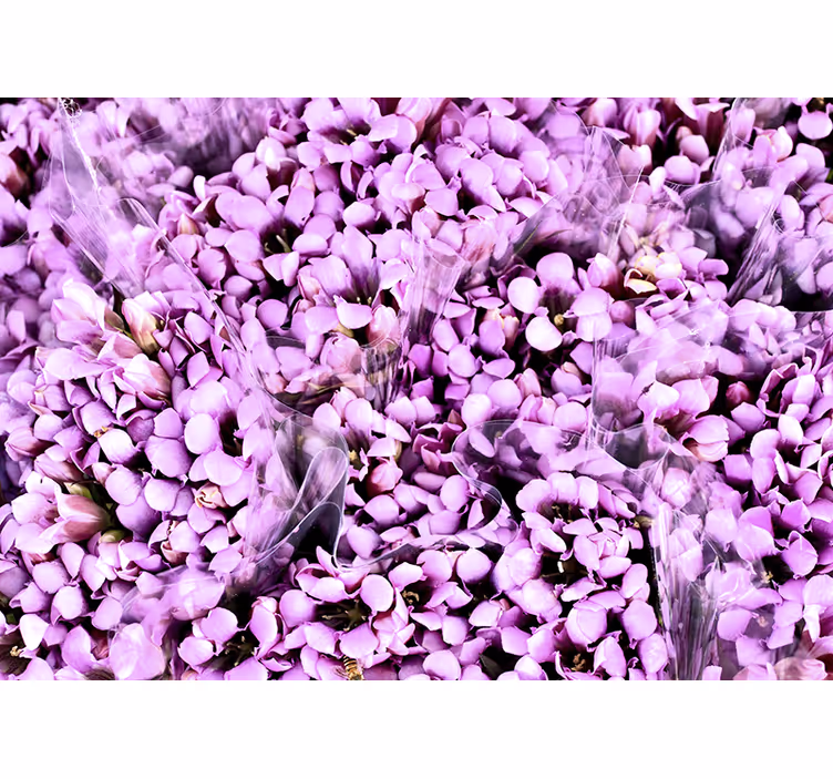 Toile fenêtre chambre prairie de crocus violets - TenStickers