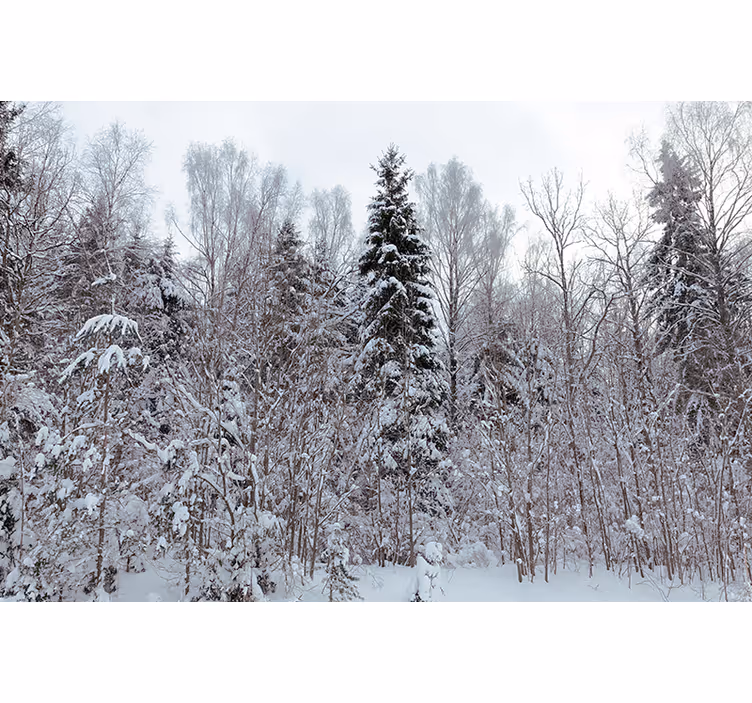 Toile blanche fenêtre forêt blanche en hiver - TenStickers