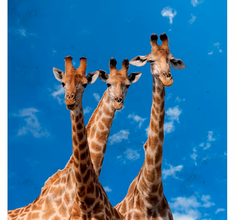 Toile fenêtre chambre enfant girafes et ciel bleu - TenStickers