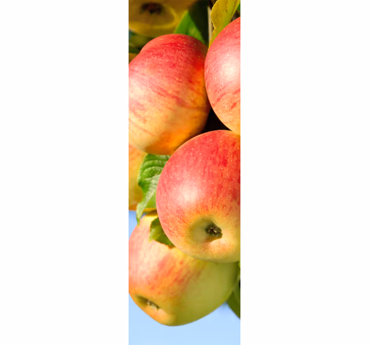 Toile fenêtre cuisine pommes sur arbre décoratif - TenStickers