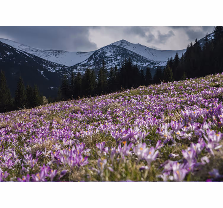 Toile fenêtre salon prairie de crocus en fleurs - TenStickers