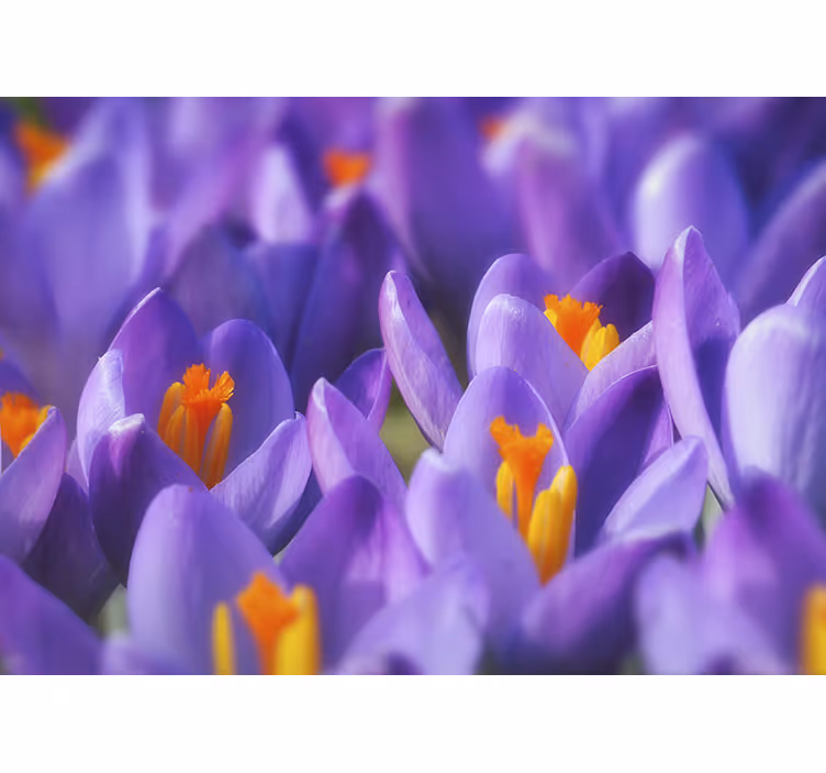Toile fenêtre salon fleur de crocus mauve et orange - TenStickers