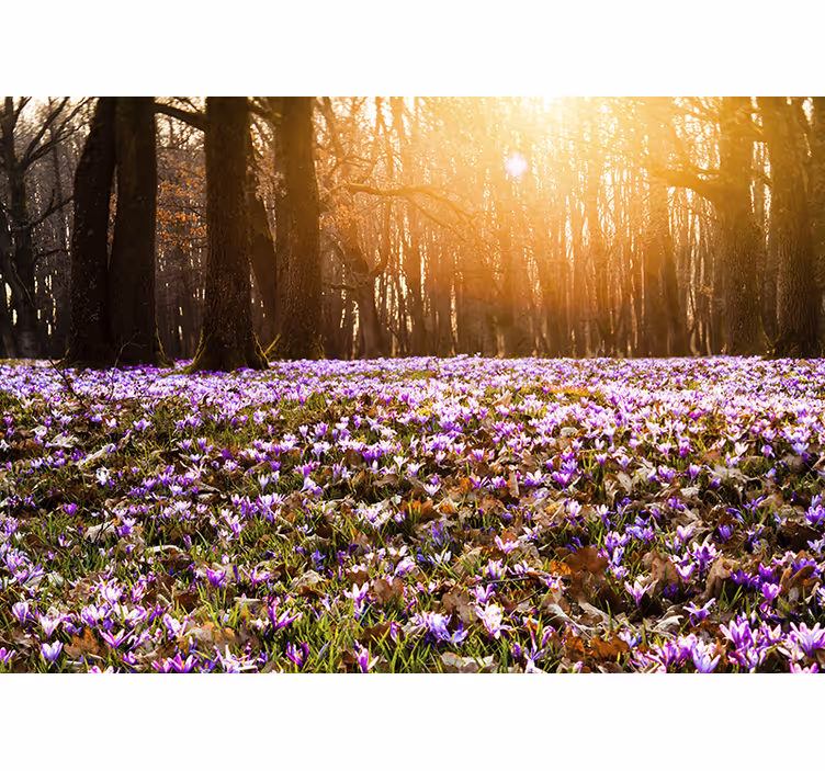 Toile fenêtre salon paysage de crocus violet - TenStickers