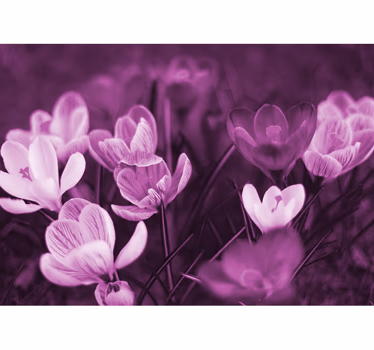 Toile fenêtre salon fleur de crocus rose magnifique - TenStickers