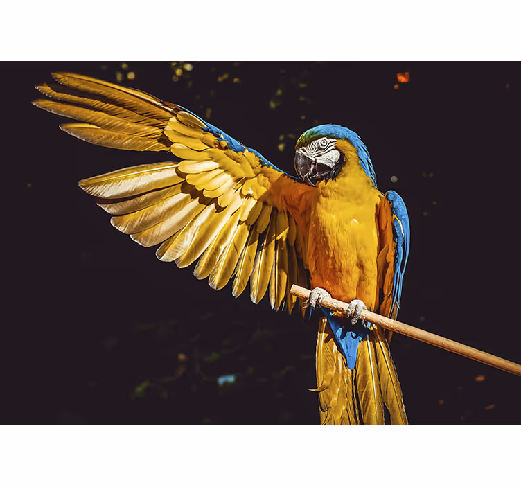 Toile fenêtre chambre oiseaux tropicaux - TenStickers