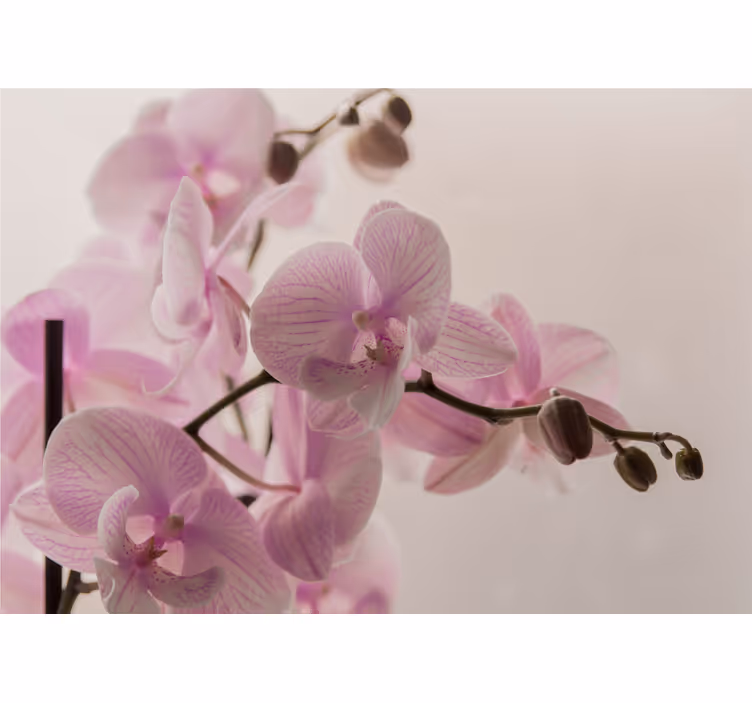 Toile fenêtre chambre design orchidée - TenStickers