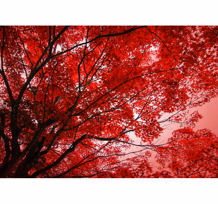 Toile fenêtre salon branches rouges - TenStickers