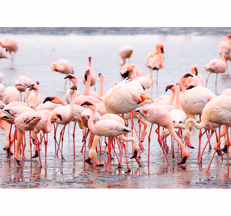 Toile fenêtre salon région camargue avec flamants - TenStickers