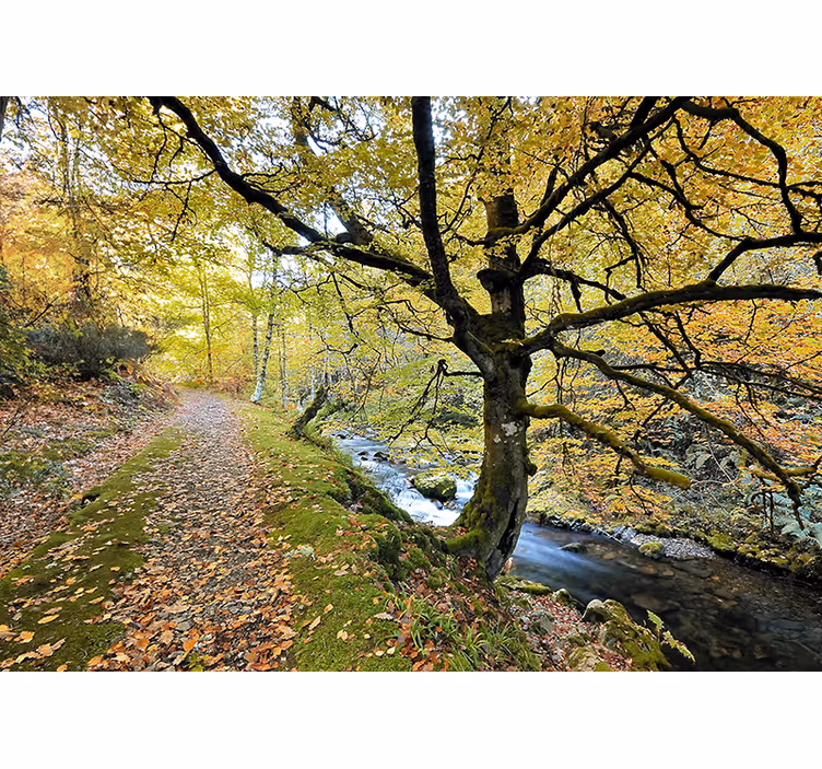 Toile fenêtre salon forêt de muniellos et rivière - TenStickers
