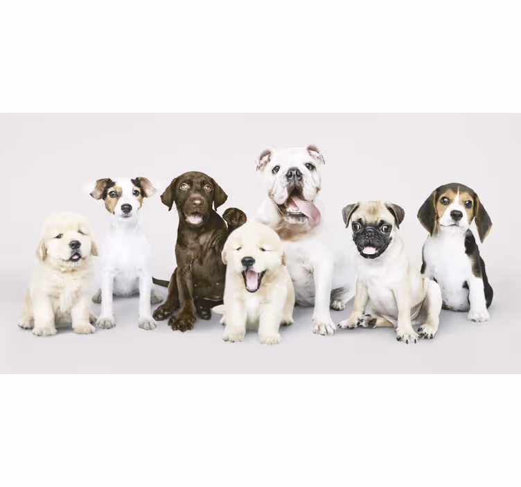 Toile fenêtre animaux chiots photographie - TenStickers