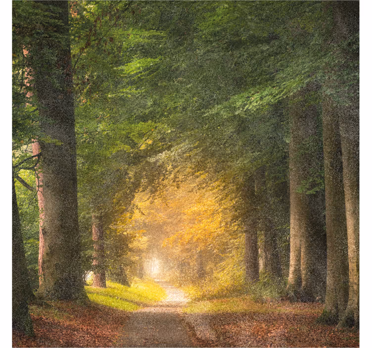 Toile fenêtre bureaux balade en forêt - TenStickers