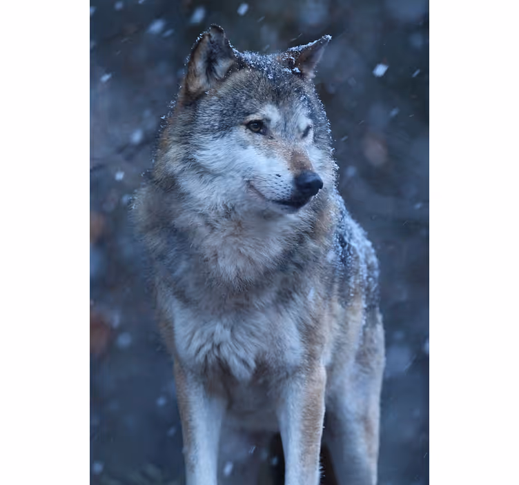 Toile fenêtre chambre adolescent loup dans la neige - TenStickers