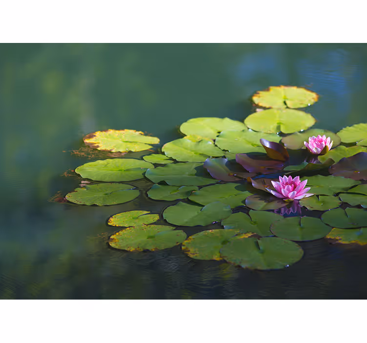 Toile fenêtre zen fleurs de lotus deux unités - TenStickers