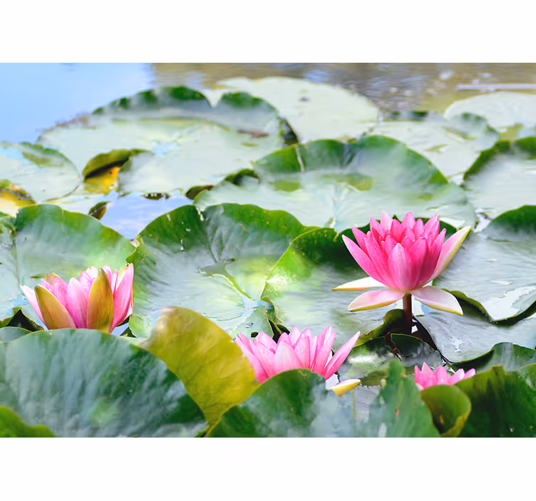 Toile fenêtre zen fleurs de lotus en lignes - TenStickers