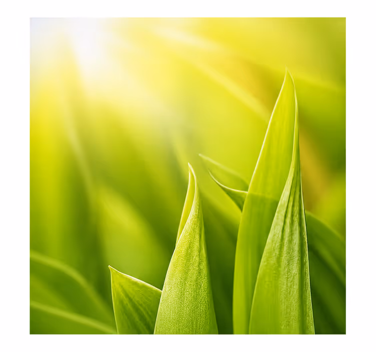 Toile fenêtre vert plante ensoleillée - TenStickers