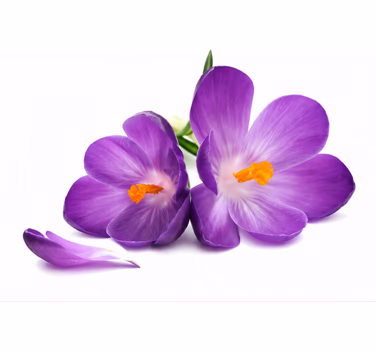 Toile fenêtre violet fleurs cueillies paisibles - TenStickers