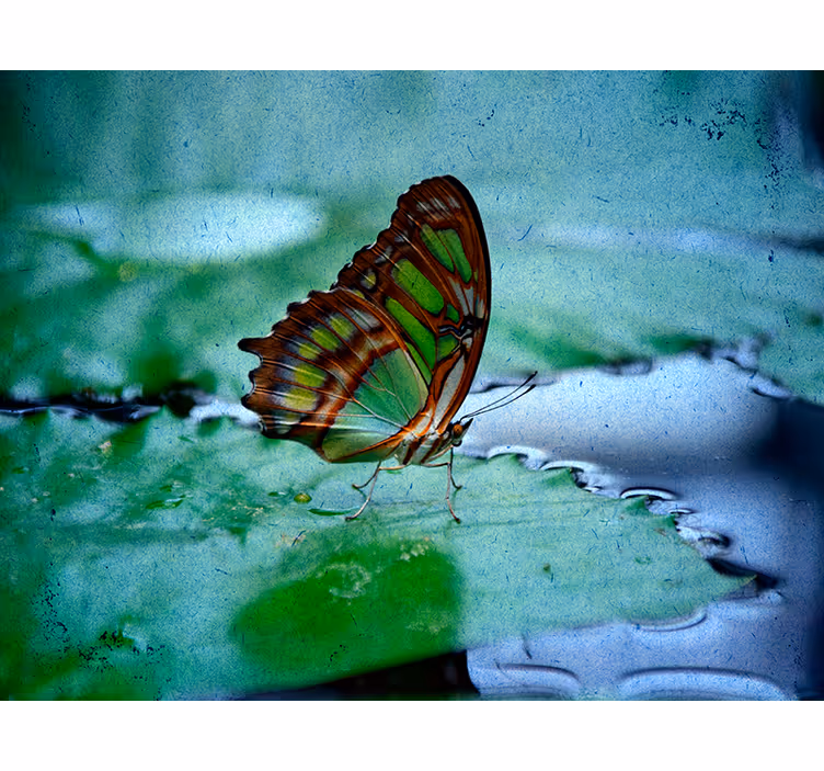 Stores papillons Voler sur l'eau - TenStickers
