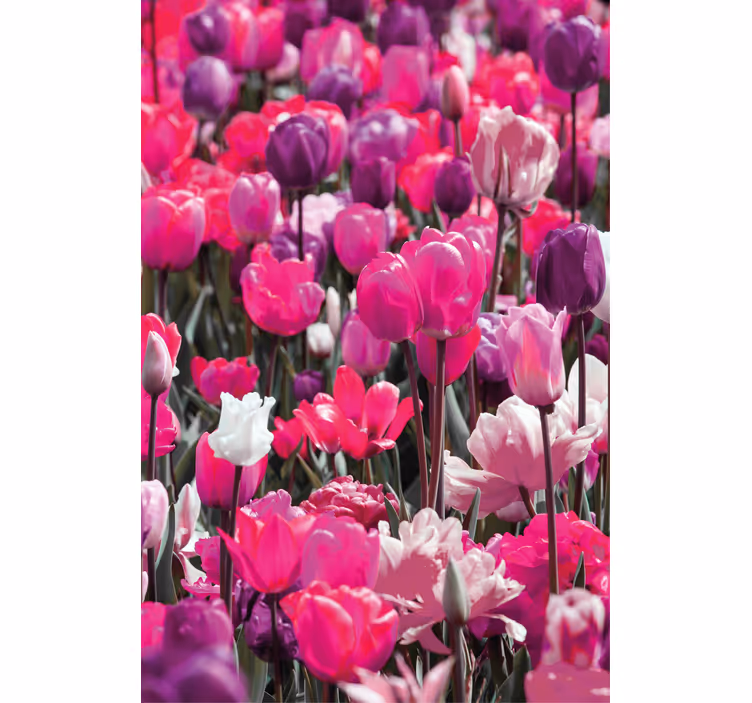 Toile fenêtre fleurs et plantes tulipes violettes - TenStickers