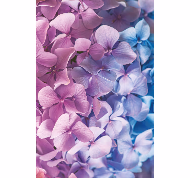 Stores fleurs De nombreuses fleurs d'hortensia différentes - TenStickers