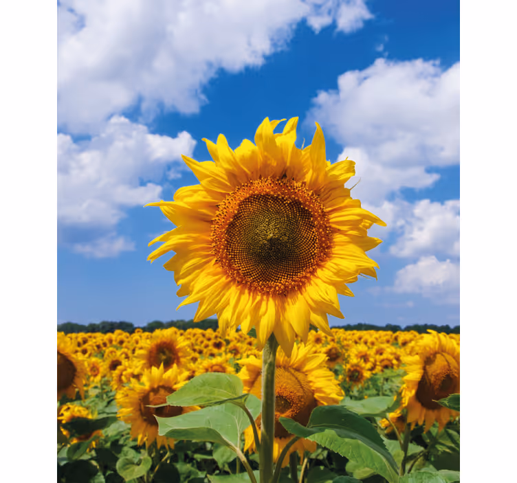 Toile fenêtre fleurs et plantes scène de champ de tournesols - TenStickers