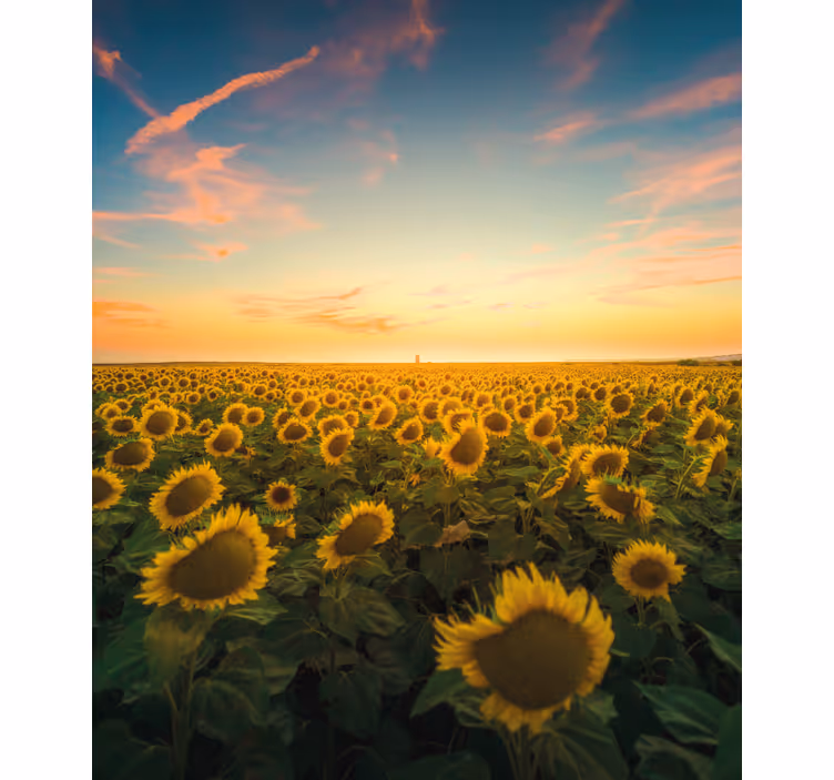 Stores fleurs Champ de tournesol - TenStickers
