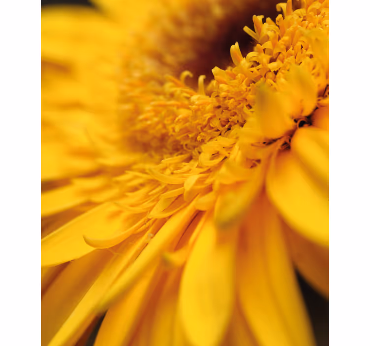Toile fenêtre fleurs et plantes gros plan jaune - TenStickers