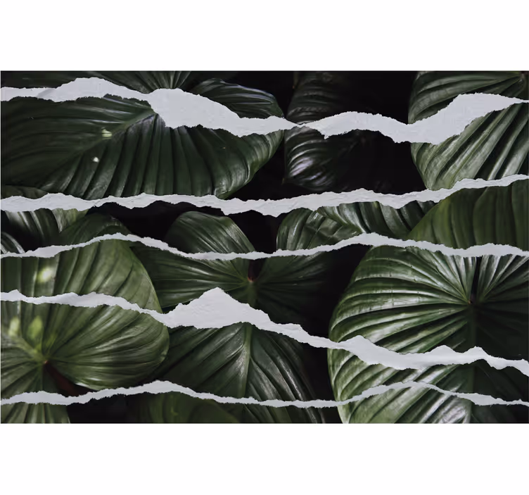 Toile fenêtre cuisine motifs de feuilles déchirées - TenStickers