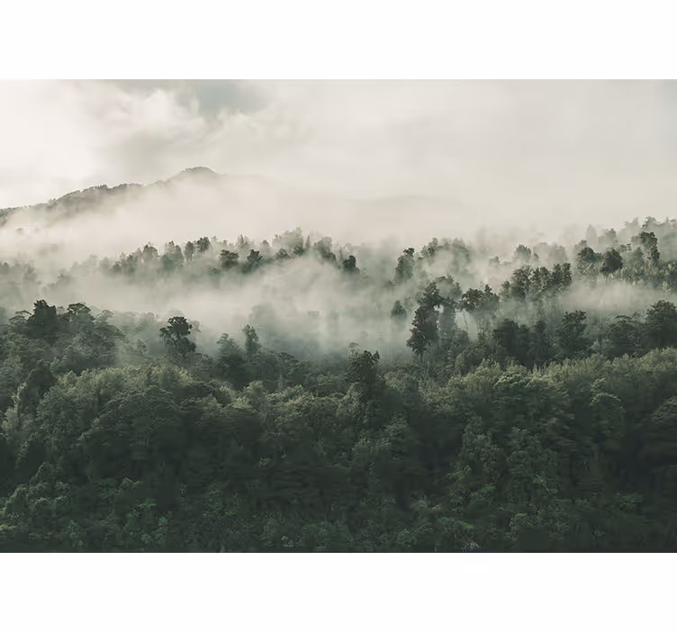 Toile fenêtre arbre brume de forêt luxuriante - TenStickers