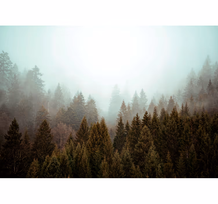 Toile fenêtre arbre vue sur la forêt brumeuse - TenStickers
