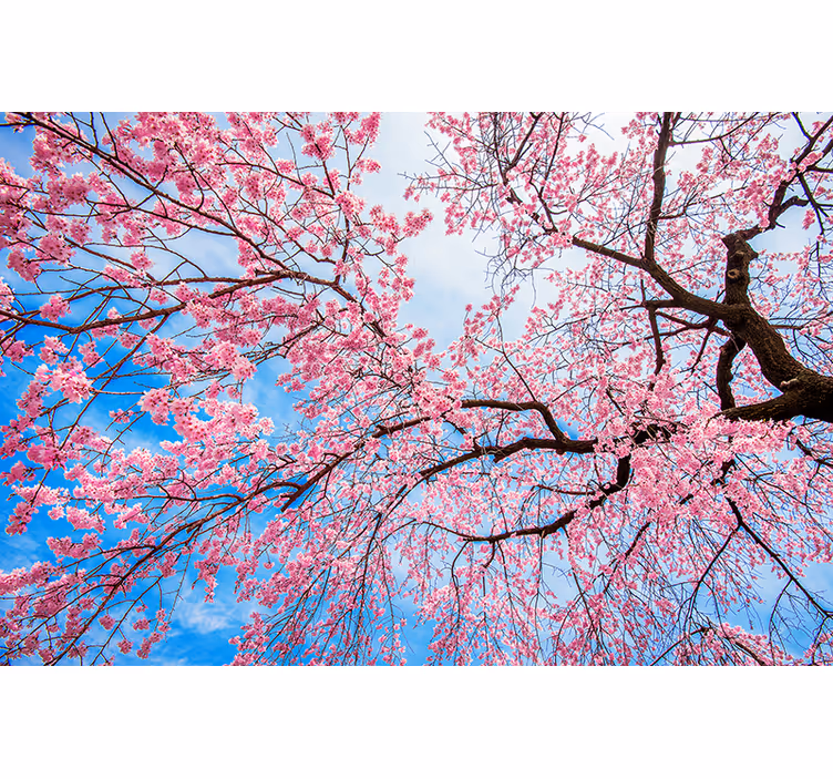 Toile fenêtre fleurs et plantes branche de sakura - TenStickers